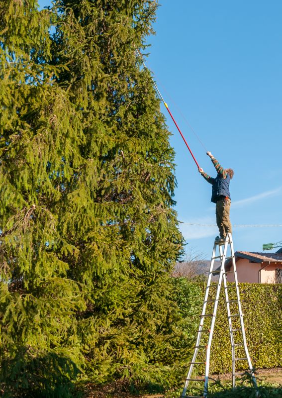Local Pine Tree Trimming pros at work