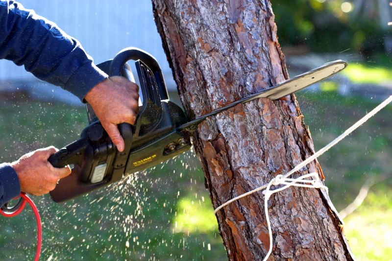 Large Tree Being Cut