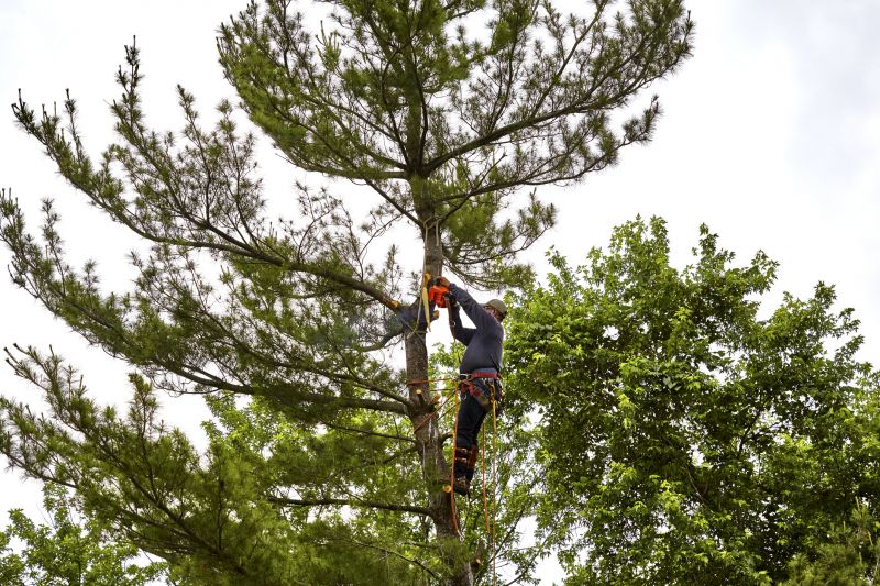 Products For Pine Tree Trimmings in use